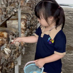 Trải Nghiệm Hái Nấm Tại Vườn – Trải Nghiệm Sạch, An Toàn Và Thú Vị